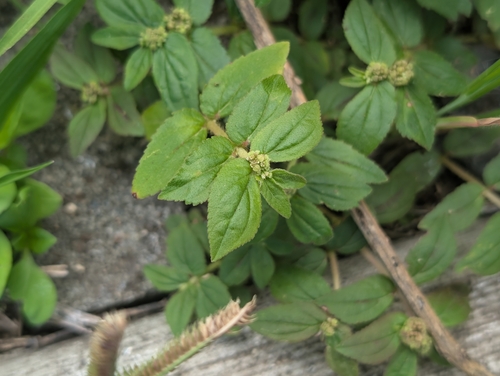 Euphorbia hirta observed 2026-10-13