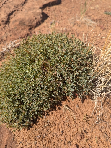 Euphorbia fendleri, 2026-10-14