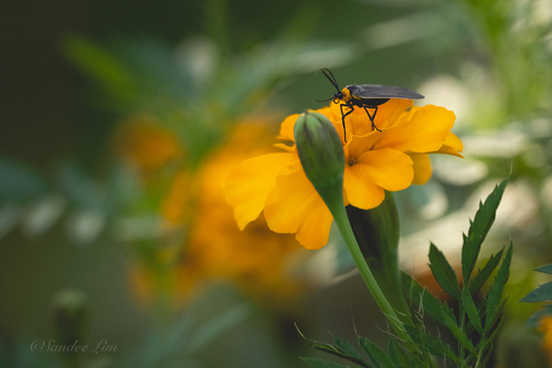 Yellow-collared Scape Moth