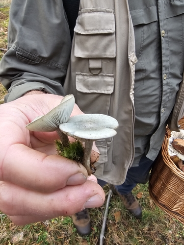Aniseed Funnel