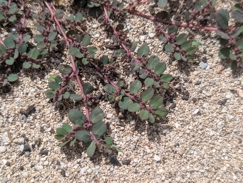 Euphorbia prostrata observed 2026-10-13