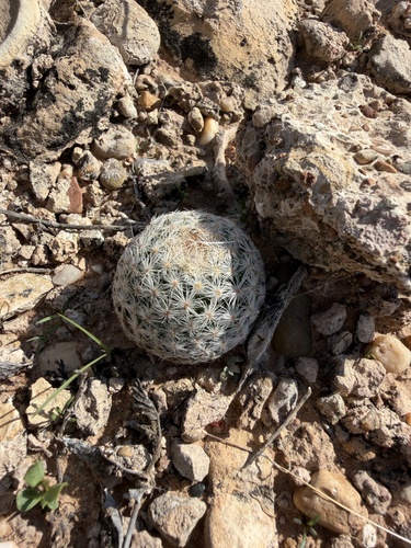 Mammillaria lasiacantha lasiacantha