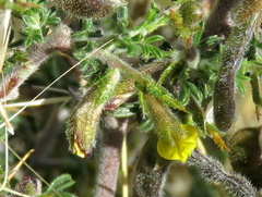 Melolobium microphyllum