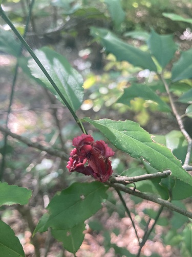 strawberry bush