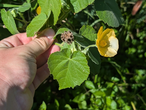 Abutilon grandifolium observed 2026-10-13