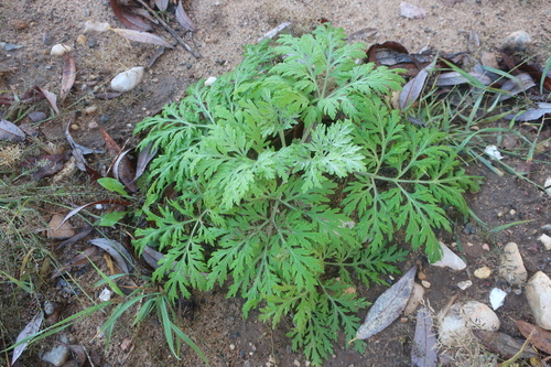 Artemisia sieversiana observed 2026-10-14