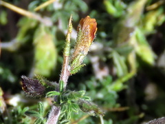 Melolobium microphyllum