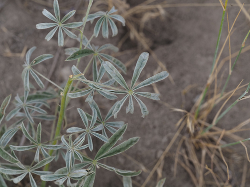 Lupinus sericeus observed 2026-08-23