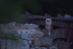 Tyto alba alba