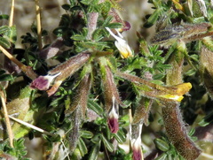 Melolobium microphyllum