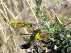 Melolobium microphyllum