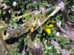 Melolobium microphyllum