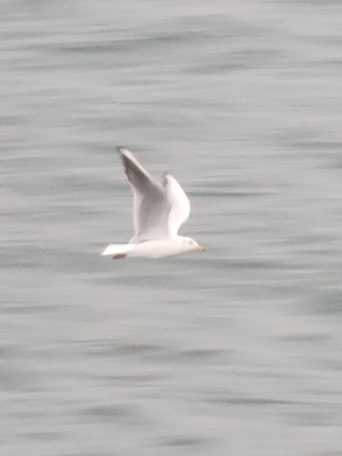 Black-headed Gull