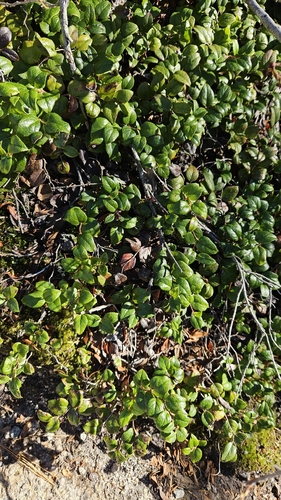 Gaultheria ovatifolia observed 2026-10-12