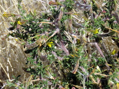 Melolobium microphyllum