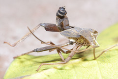 Hemiptera