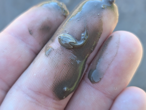 Triops longicaudatus observed 2026-10-13