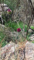 Allium sphaerocephalon