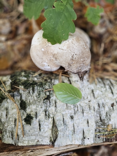 birch polypore