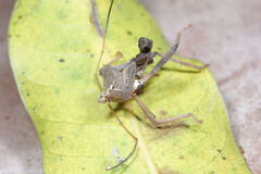 Hemiptera
