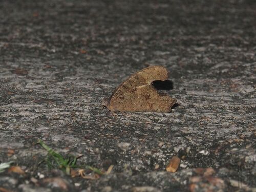 Common Evening Brown