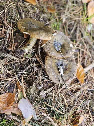 Ugly Milkcap