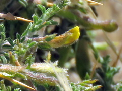 Melolobium microphyllum