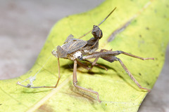 Hemiptera