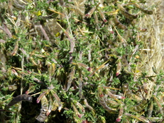 Melolobium microphyllum