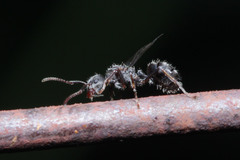 Dolichoderus