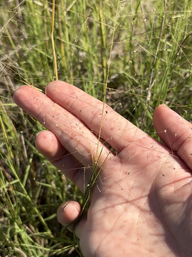 Muhlenbergia asperifolia, 2026-10-14