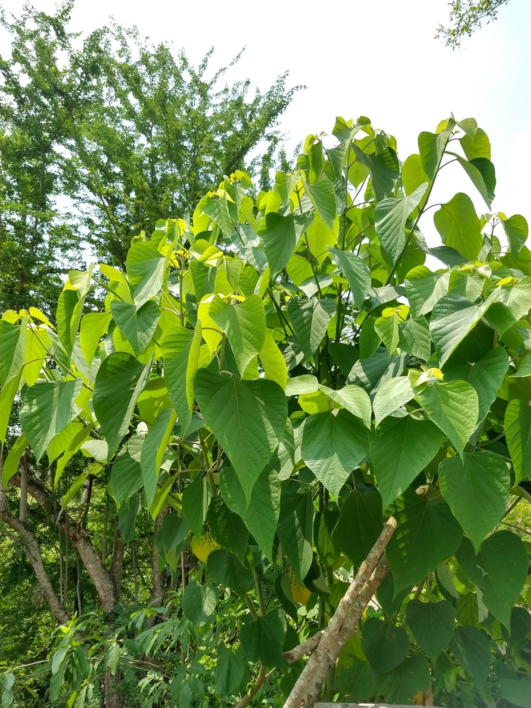 Melina (Gmelina arborea) · NaturaLista Colombia