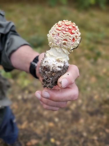 Fly Agaric
