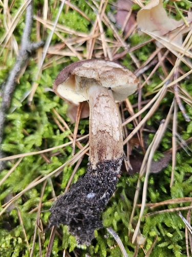 Bay Bolete
