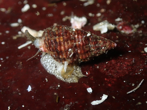 Nassarius mendicus observed 2026-10-11