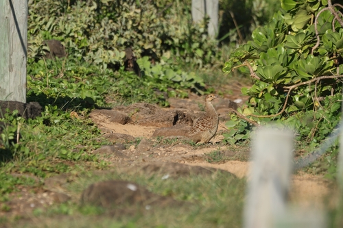 Ortygornis pondicerianus, 2026-10-13
