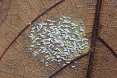 Insecta