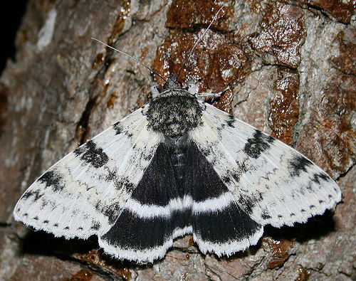 White Underwing Common Moth And Butterflies Of Indiana · Inaturalist