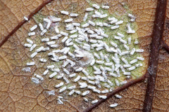 Insecta