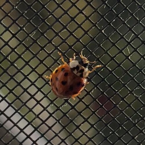 Asian Lady Beetle