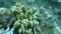 Montipora capitata