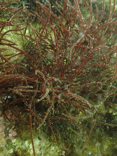 Neoagardhiella, 2026-10-11