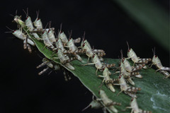 Caelifera