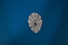 Image of Fissurella clenchi