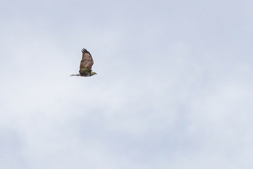 Common Buzzard