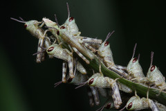 Caelifera