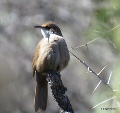 Tarphonomus certhioides