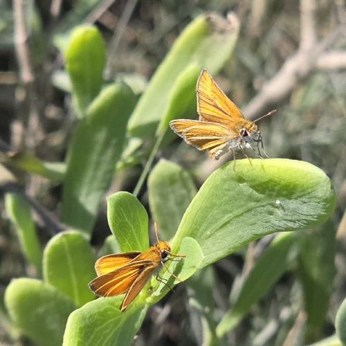 Southern Skipperling
