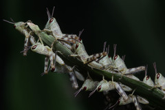 Caelifera