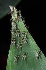 Caelifera